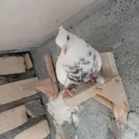 دمبی ماده|پرنده|مرودشت, استادیوم‎|دیوار