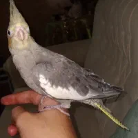 جوجه عروس هلندی|پرنده|هشتگرد, ینگی امام|دیوار