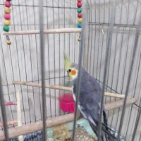 عروس هلندی|پرنده|فولادشهر, A6|دیوار