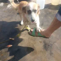 سگ زرنگ وباهوش