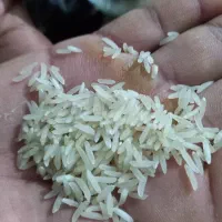 برنج‌فجر‌ سوزنی‌ امساله‌ عطری‌ خوش‌پخت