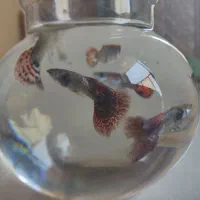 اکواریوم با ماهی