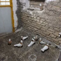 طوقی زرد کاکولی مهر|پرنده|قرچک, شهرک الحدید|دیوار