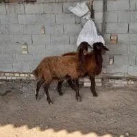 دوتا لامبروان