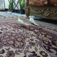 عروس هلندی