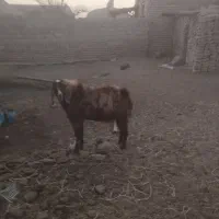 یک عدد تکشاد پاکستانی بفروش میرسد|حیوانات مزرعه|جزنیک, |دیوار