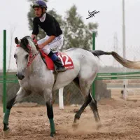 اسب عرب کورسی یکسر دوسر