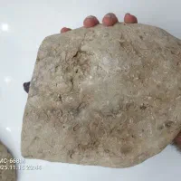 سنگ فسیلی بسیار نادر و قدمتدار|کلکسیون اشیاء عتیقه|چهارباغ, |دیوار