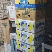 کارتن موزی اساس کشی