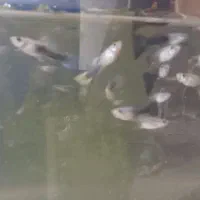 گوپی سرحال|ماهی|فردیس, سرحد آباد|دیوار