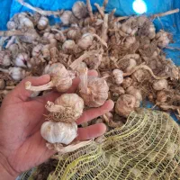 سیر مغان