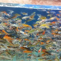 کوی ریز تا مولد