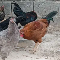 فروش.مرغ.وخروس.محلی.