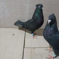 کبوتر سیاه