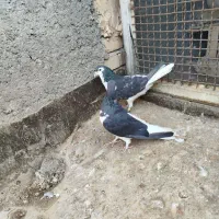 یک جفت چپ سیاه نروماده بدون عیب|پرنده|رادکان, |دیوار