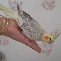 عروس هلندی ماده