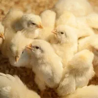 نیروی کار مرغداری