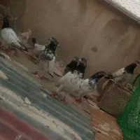 پاکستانی|پرنده|عسلویه, |دیوار