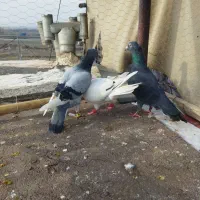 سلام سه عدد ماده|حیوانات|مشهد, نوده|دیوار