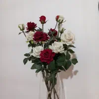 گل رز ۶ شاخه ۳ تایی