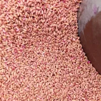 گندم بذری تکتاز