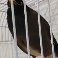 مرغ مینا