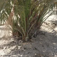 بچه نخل