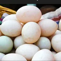 تخم مرغابی نطفه دار موجود|خوردنی و آشامیدنی|بهبهان, |دیوار