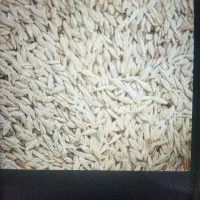 جو محلی