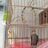 عروس هلندی نرو ماده