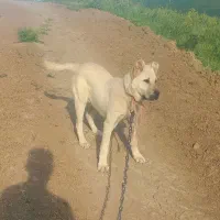 توله سرابی ۶ماهه