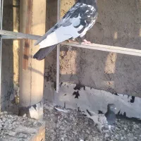 سینه مشگی|پرنده|زیباشهر, |دیوار