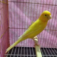 قناری دستباز دیوانه