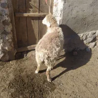 توغلی نر دامازیق|حیوانات مزرعه|سرعین, |دیوار