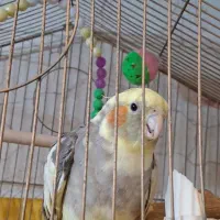 عروس هلندی بازیگوش