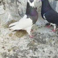 حیوون|حراج|فسا, |دیوار