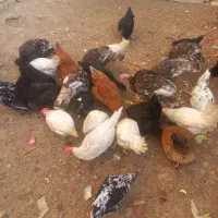 خروس|حیوانات مزرعه|شهرکرد, |دیوار