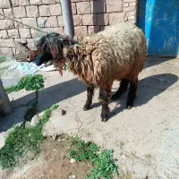 کوهه نر|حیوانات مزرعه|مسجد سلیمان, |دیوار