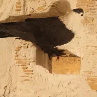 معاوضه با کبوتر پرشی هم دارم ل