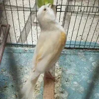 قناری ماده موزایکی|پرنده|کرمانشاه, |دیوار