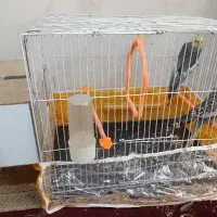 عروس هلندی|پرنده|تربت جام, المهدی|دیوار