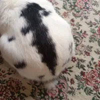 خرگوش نر