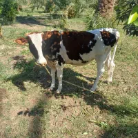 گاو فروشی
