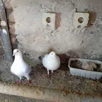 کبوتر|پرنده|مشهد, کشف|دیوار