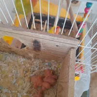 طوطی برزیلی با ۲ تا جوجه و کلیه وسایل|پرنده|لاهیجان, گلستان|دیوار