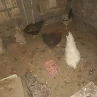 مرغ و خروس|حیوانات مزرعه|بیرجند, |دیوار