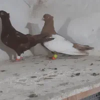 کلاغ رسمی.کت سفید.نواری.خطی.طوق سفید