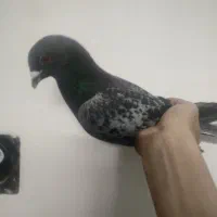 کفتر|پرنده|قم, شهر قائم|دیوار