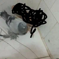 سه عدد خوب|پرنده|میاندوآب, |دیوار