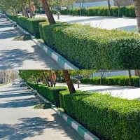 فصل هرس کاری بیل زنی